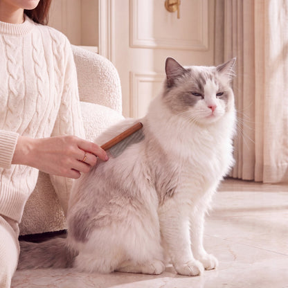 A Blue Point Bicolor Ragdoll being combed
