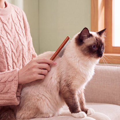 A Seal Point Mitted Ragdoll being combed at home
